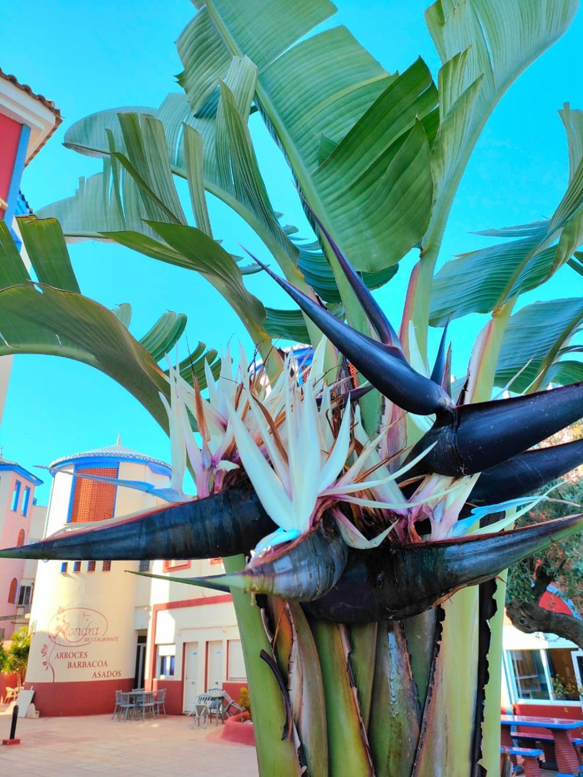 Casa De Buenos Dias Torrevieja Exterior foto